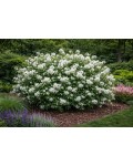 Philadelphus Перлини Парфуму як солітер